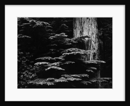 Redwood Tree, California, 1964 by Anonymous