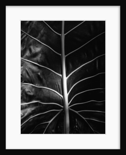 Leaf by Brett Weston