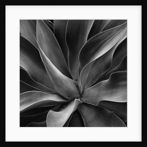 Century Plant by Anonymous