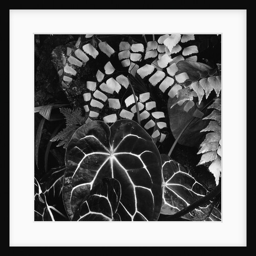 Leaves by Anonymous