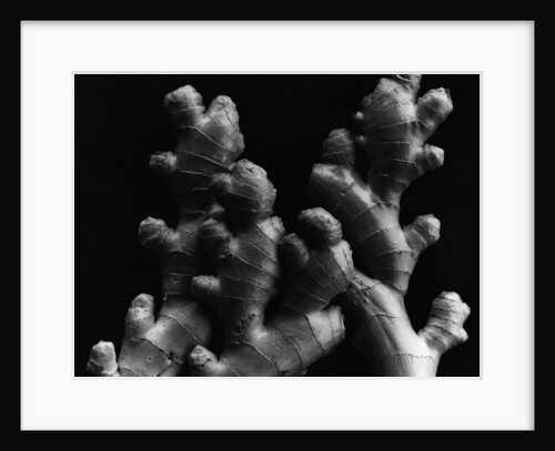 Ginger Roots by Anonymous