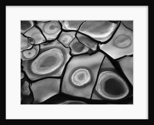 Cracked Mud, 1969 by Anonymous