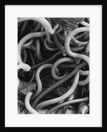 Kelp by Anonymous