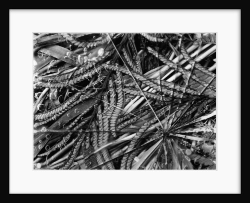 Leaves Under Broken Glass by Anonymous