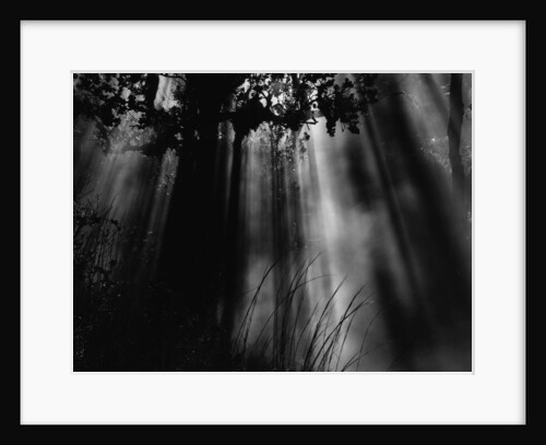 Sunbeams in Trees by Anonymous