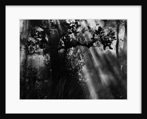 Sunbeams in Trees by Anonymous