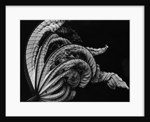 Dead Leaf, Hawaii, 1982 by Anonymous