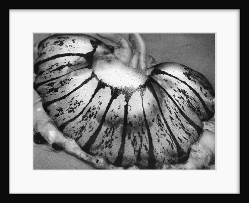 Jellyfish, California, 1967 by Anonymous
