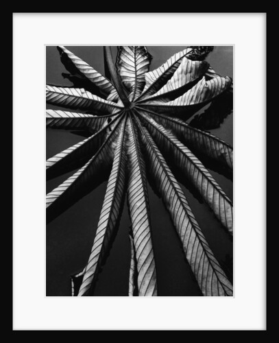 Leaf, Hawaii, 1978 by Anonymous