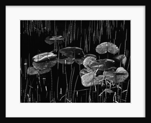 Swamp, Alaska, 1977 by Anonymous