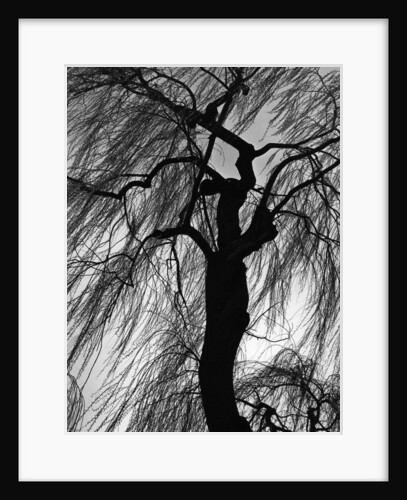 Weeping Willow, Oregon, 1975 by Anonymous
