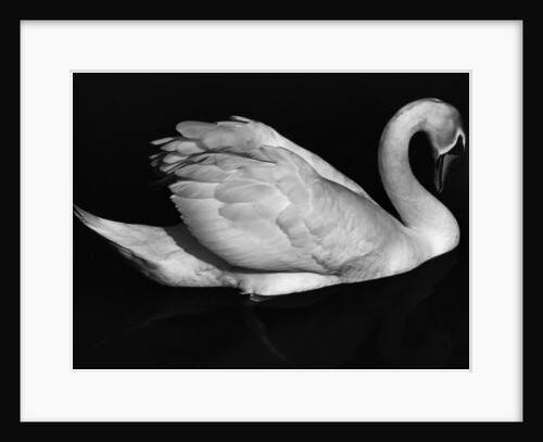 Swan, Europe, 1972 by Anonymous