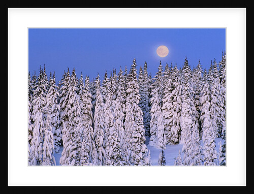 Moon Over Snow-Covered Trees by Anonymous