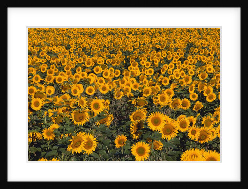 Field of Sunflowers by Anonymous