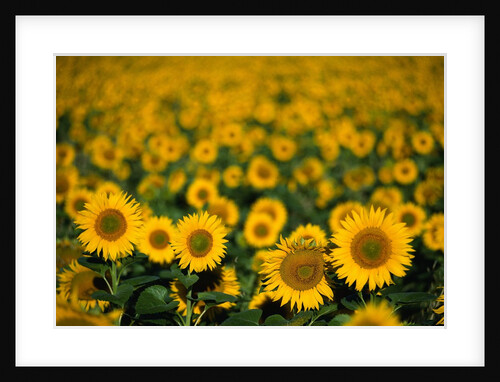 Field of Sunflowers by Anonymous
