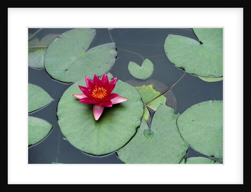 Blooming Water Lily at Heian Shrine by Anonymous