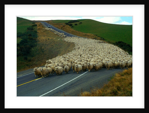 Flock of Sheep in Roadway by Anonymous