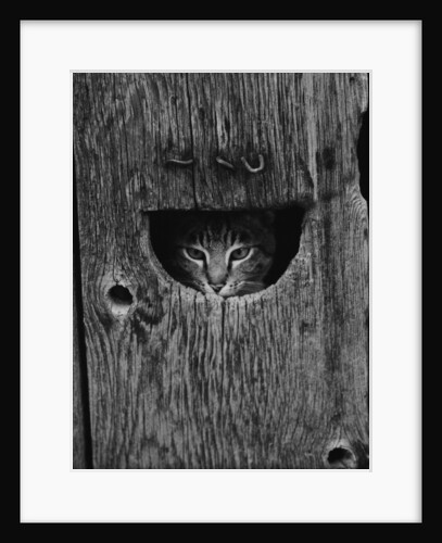 Cat Peeking Out from Barn by Anonymous