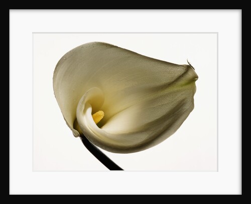 White Common Calla by Anonymous