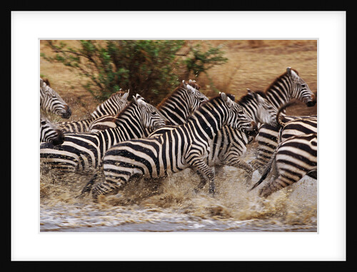 Zebras Running by Anonymous