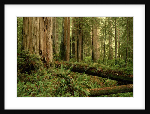 Redwood Trees by Anonymous