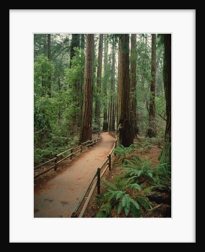 Trail Through the Forest by Anonymous