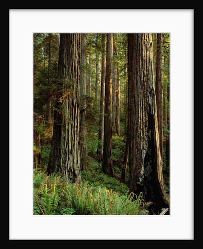 Redwood Trees by Anonymous