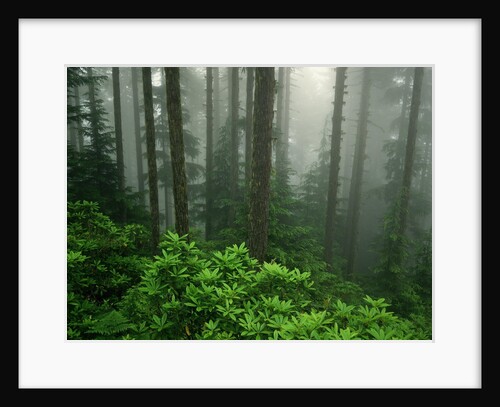Old Growth Forest by Anonymous