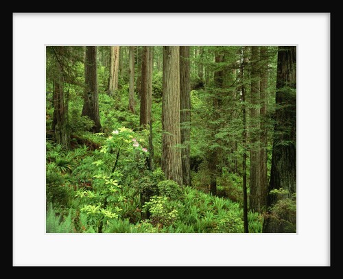 Redwood Trees by Anonymous