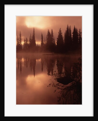 Tree Reflection on a Lake by Anonymous