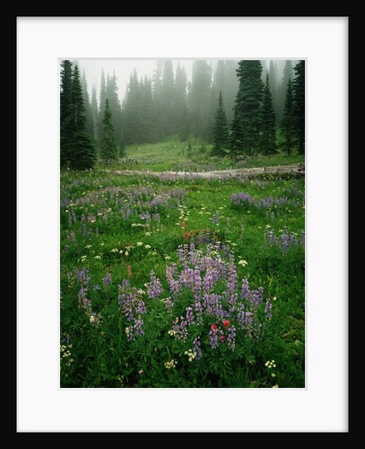 Lupine and Wildflowers by Anonymous
