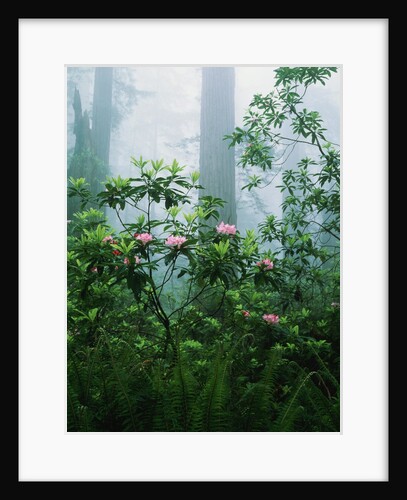 Rhododendrons in the Forest by Anonymous