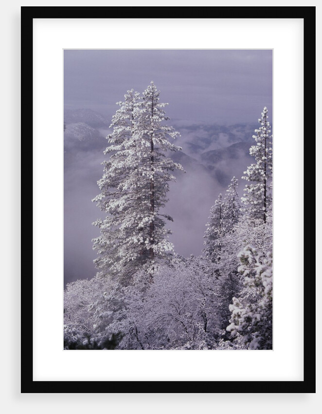 Snowy Trees by Anonymous