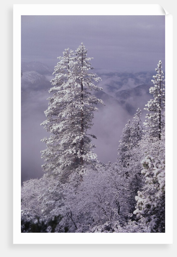 Snowy Trees by Anonymous