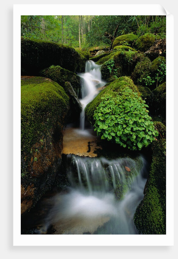 Cascading Stream in Great Smoky Mountains by Anonymous