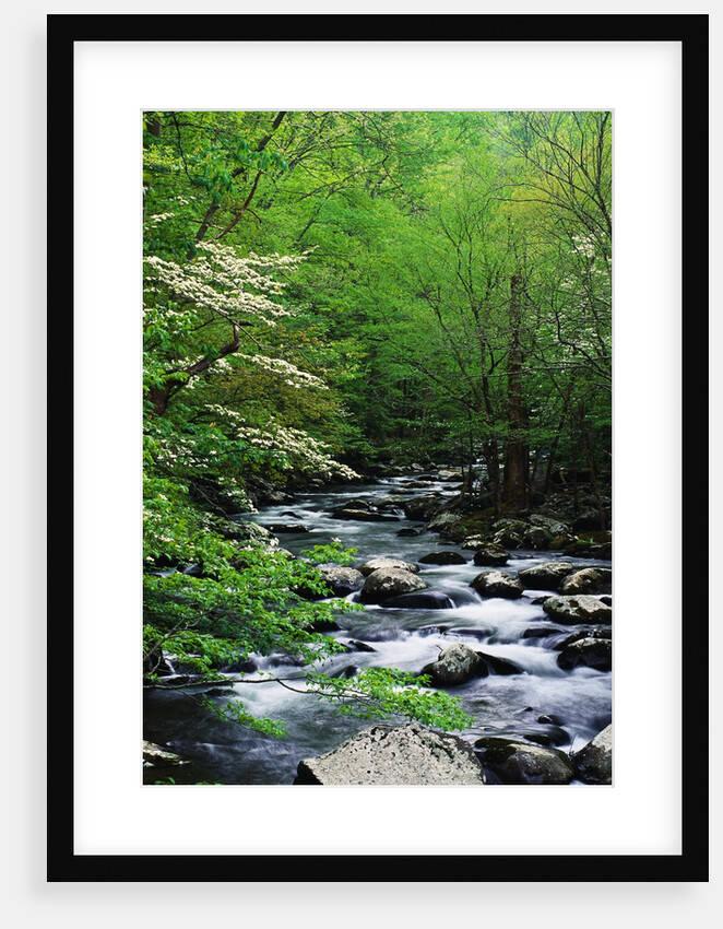 Stream in Lush Forest by Anonymous