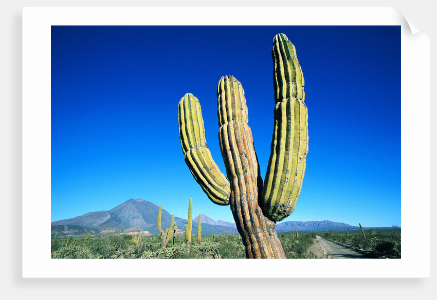 Cardon Cactus near Mountains by Anonymous