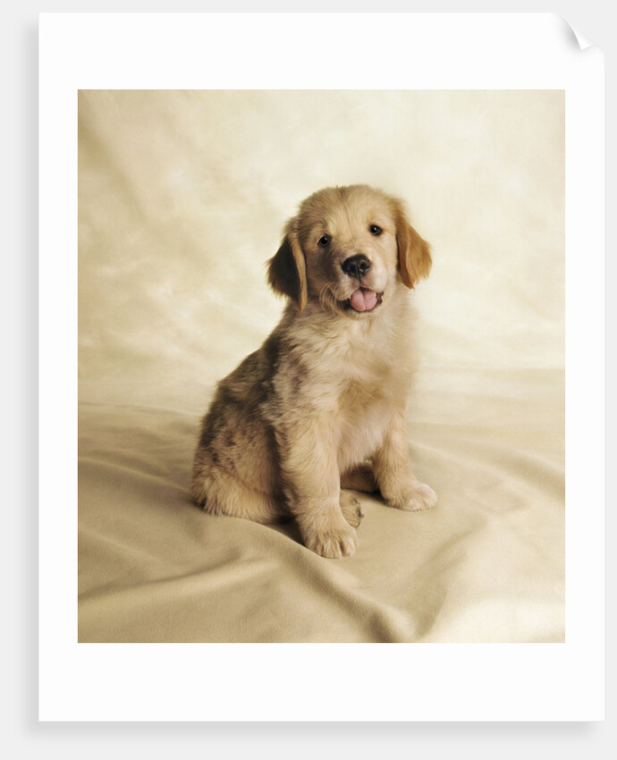 Golden Retriever Puppy by Anonymous
