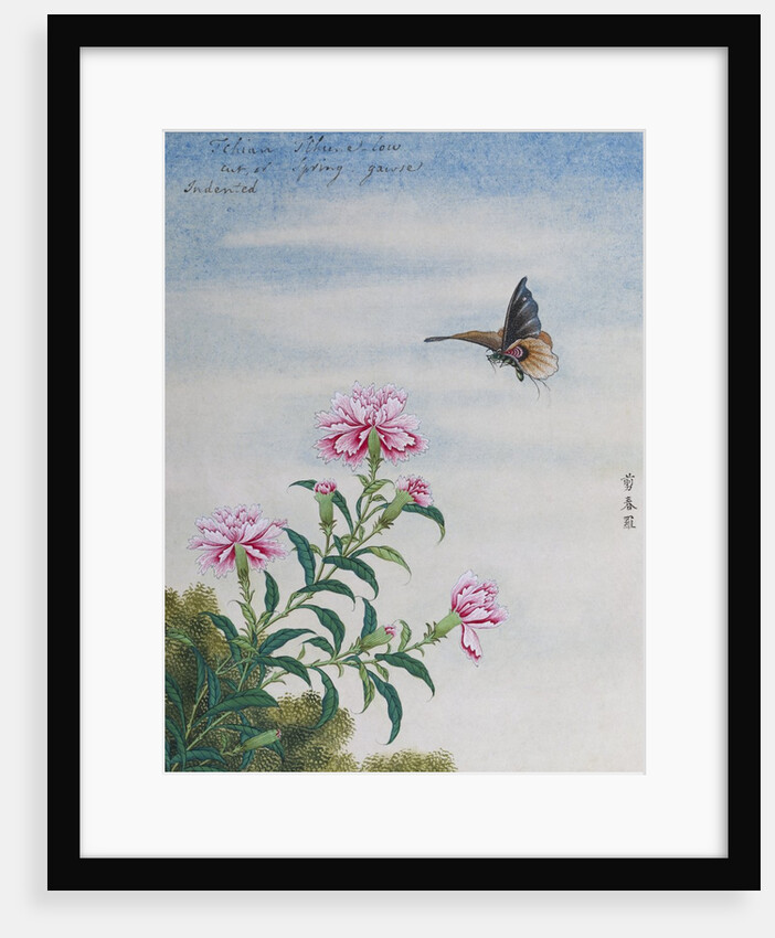 Chinese Watercolor of a Moth and Pink Carnations by Anonymous