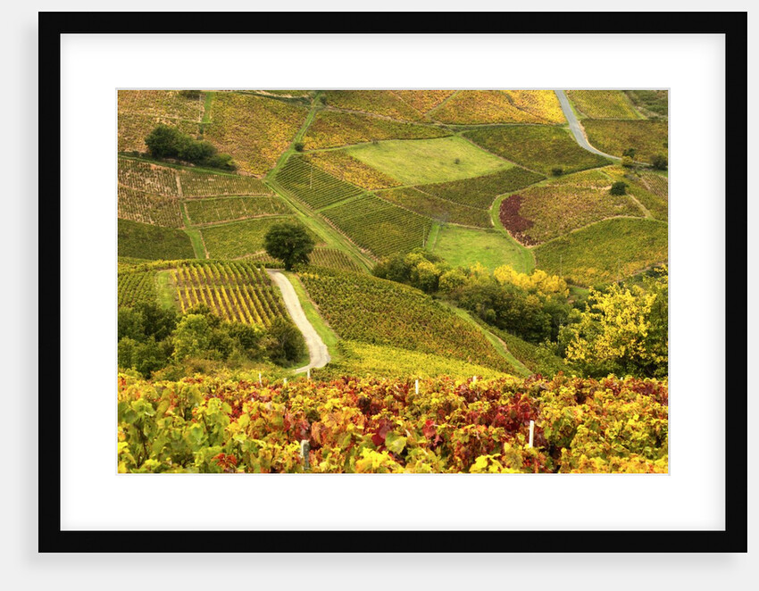 Vineyards in Beaujolais Region by Anonymous