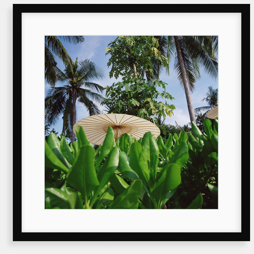 Tropical Plants and Traditional Parasols by Anonymous