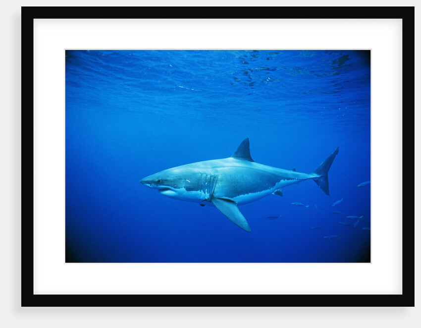 Great White Shark and Small School of Mackerel Scad by Anonymous