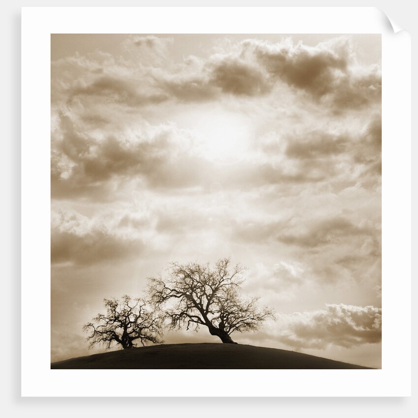 Trees and Cloudy Sky by Anonymous