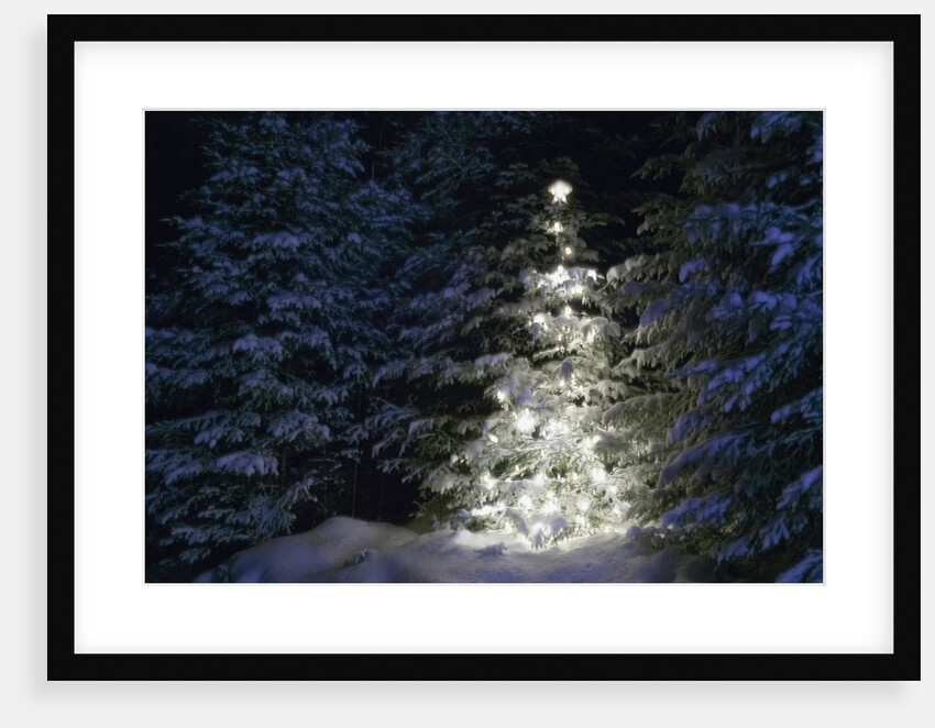 Illuminated Christmas Tree in Snow by Anonymous