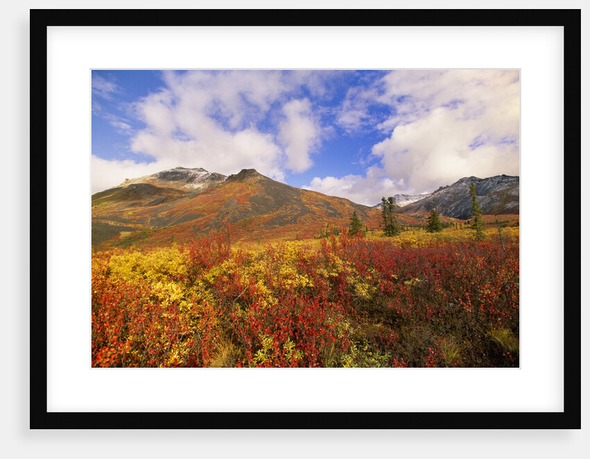 Tundra and Ogilvie Mountains in Fall Colors by Anonymous