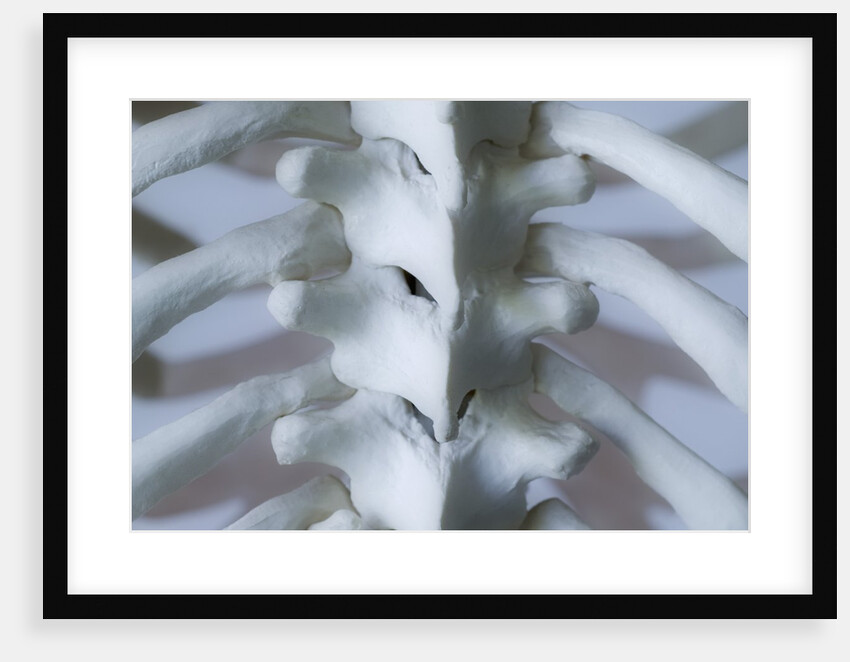 Skeleton spine and ribs by Anonymous