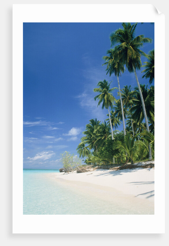 Beach with palms and clear sea, Malaysia, Mabul Island by Anonymous