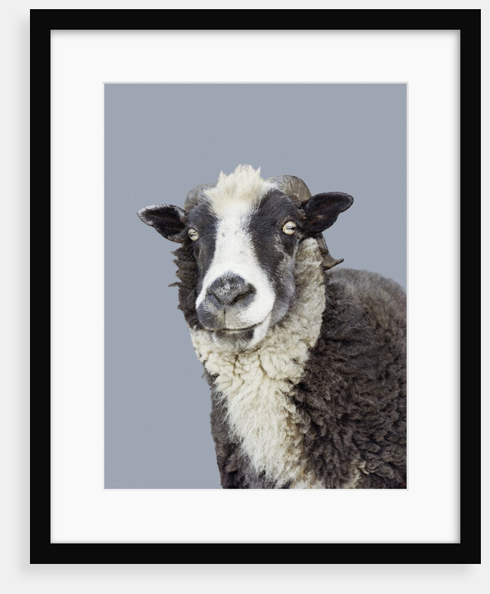 Ram (San Francisco Zoo, California, USA) by Anonymous