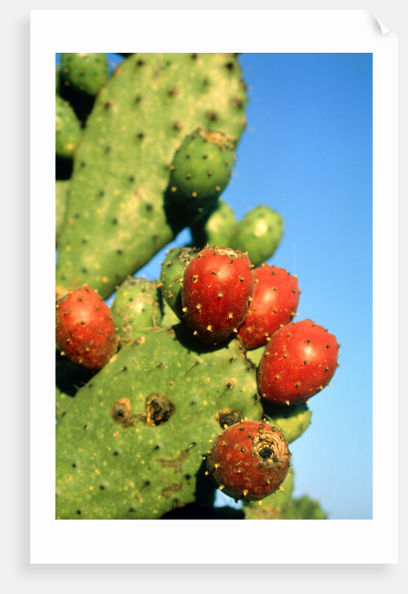 Cactus, San Miguel de Allende, Guanajuato, Mexico by Anonymous