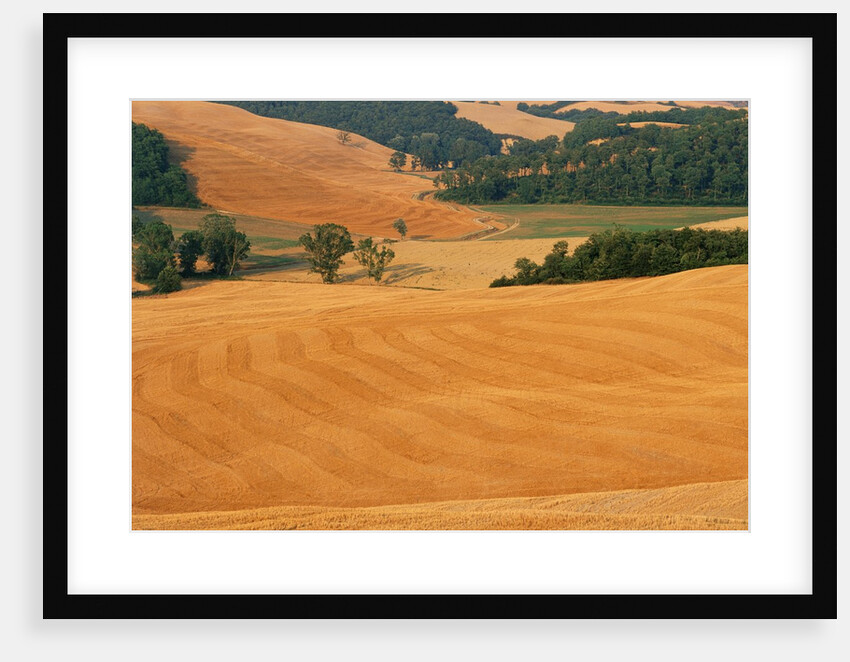 Italy, Tuscany, Crete Senesi by Anonymous
